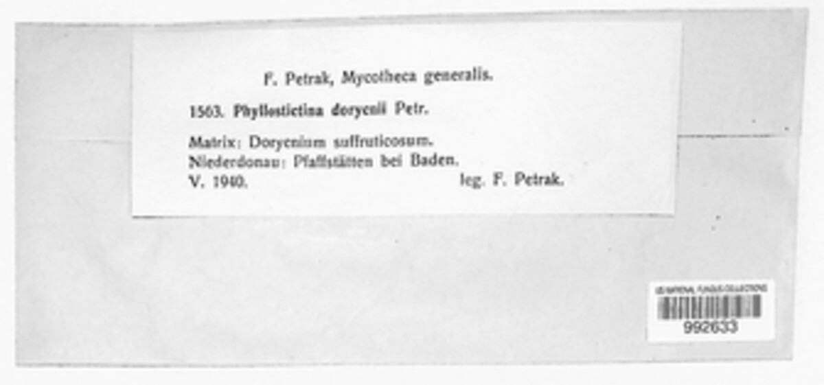 Phyllostictina dorycnii image